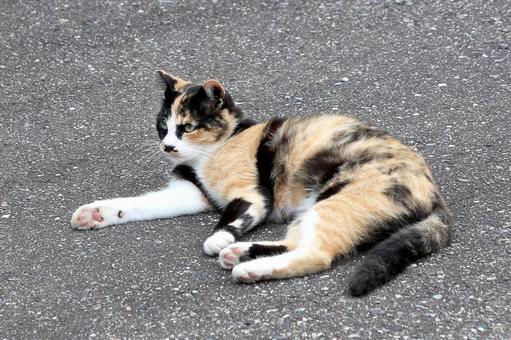 寝転ぶ三毛猫 寝転ぶ三毛猫 猫,三毛猫,雌猫の写真素材