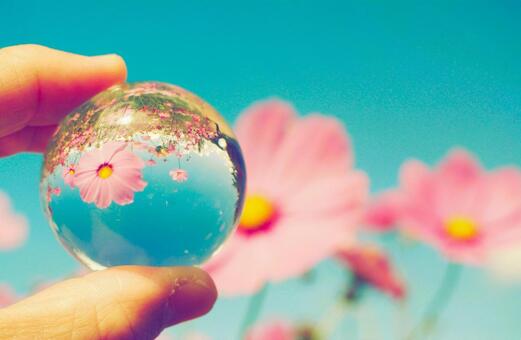 水晶に映し出す秋のコスモス畑 コスモス,アニメ,ガラス玉の写真素材