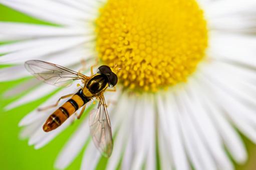 Photo, minamihimehirataab, hirata abu, insect, 