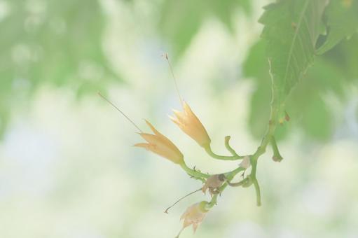 ノウゼンカズラ ノウゼンカズラの写真