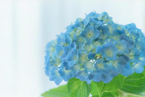 紫陽花の背景 紫陽花の背景の写真