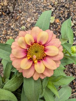 ジニアの花 13 ジニアの花 13の写真