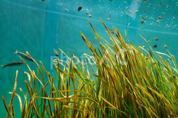 アクアリウムのビオトープ アクアリウム,水族館,水族園の写真素材