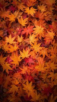 秋の暖色:カエデの葉の集合 秋の暖色:カエデの葉の集合の写真