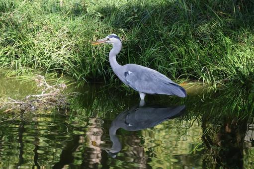 緑に囲まれた森の池に立つアオザキの風景 アオサギ,緑,囲まれたの写真素材