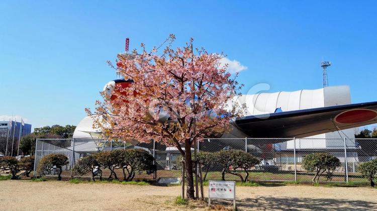 早春の花・航空公園の河津桜・埼玉県所沢市 早春,河津桜,飛行機の写真素材