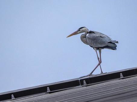 アオサギのいる風景の写真