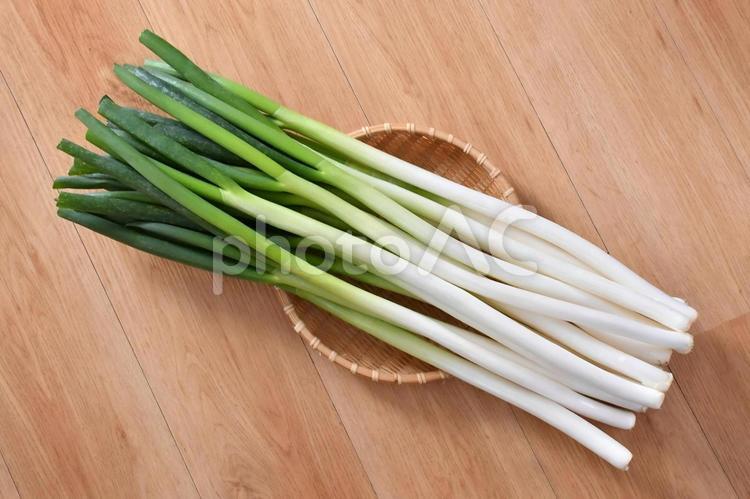 ネギ　野菜　新鮮 野菜,ベジタブル,フレッシュの写真素材
