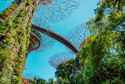 【シンガポール】スーパーツリー シンガポール,スーパーツリー,植物園の写真素材