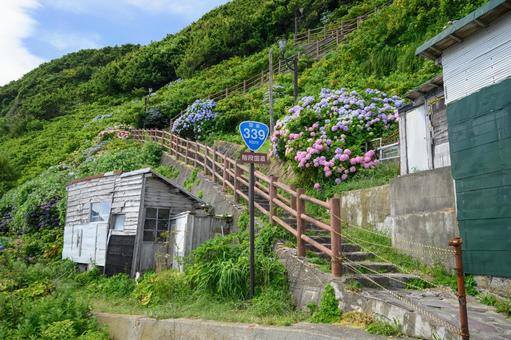 満開の紫陽花と階段国道 満開の紫陽花と階段国道 風景,花,日本の写真素材