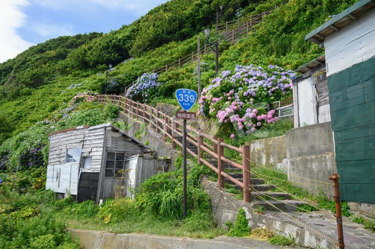 満開の紫陽花と階段国道 風景,花,日本の写真素材