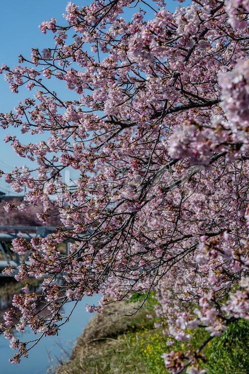 青毛堀川沿いの河津桜 河津桜,青毛堀川,綺麗の写真素材