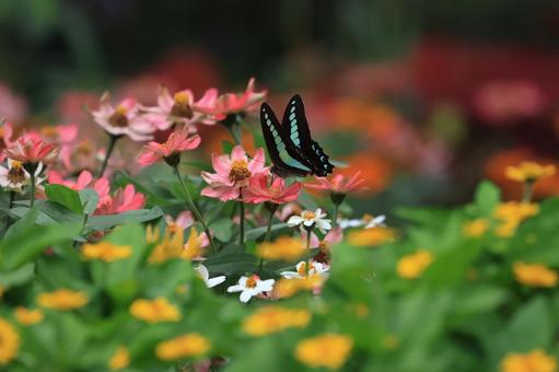 アオスジアゲハ アオスジアゲハ,蝶,昆虫の写真素材
