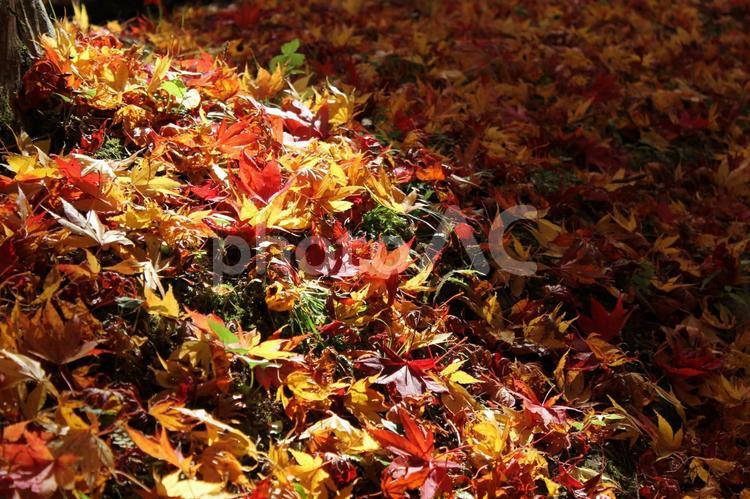 きみまち阪公園　秋の風景１４ 秋,紅葉,きみまち阪公園の写真素材