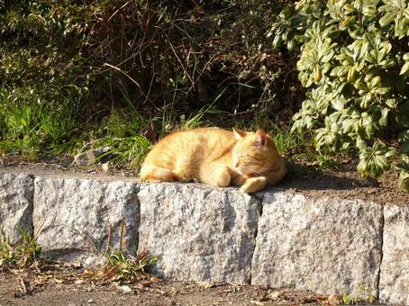 茶トラ 居眠り 茶トラ 居眠り 猫,野良猫,茶トラの写真素材