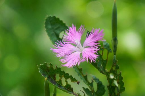カワラナデシコ カワラナデシコ カワラナデシコ,花,ピンクの写真素材