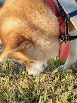 一生懸命クン活する柴犬! 一生懸命クン活する柴犬! 犬,シバ,柴犬の写真素材