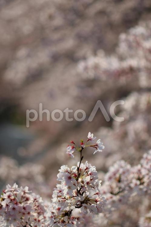 町田市、恩田川沿いの桜 桜,サクラ,さくらの写真素材