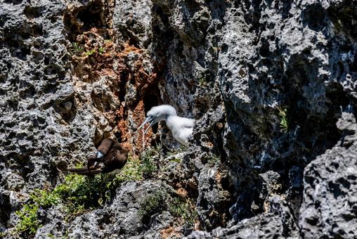 小笠原諸島・南島 カツオドリ 小笠原諸島・南島 カツオドリ カツオドリ,鳥,南島の写真素材