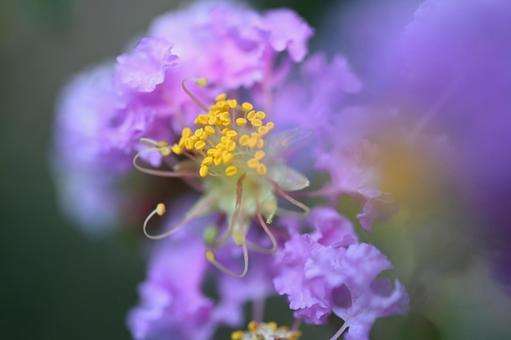 サルスベリの写真