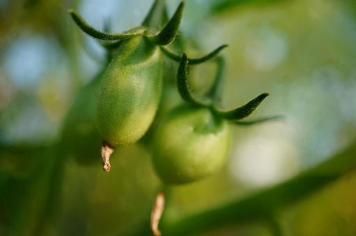 Photo, mini tomato, tomato, blue, 