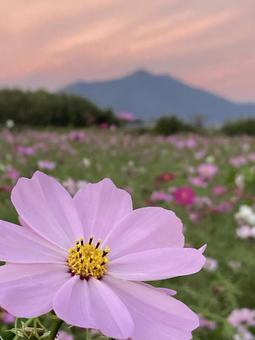 秋の夕暮れ時に咲きほこるコスモスの花の写真