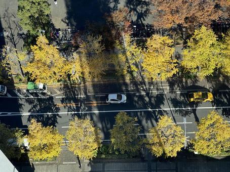 マリンタワーから見たいちょう並木 マリンタワーから見たいちょう並木 横浜,山下公園,秋の写真素材