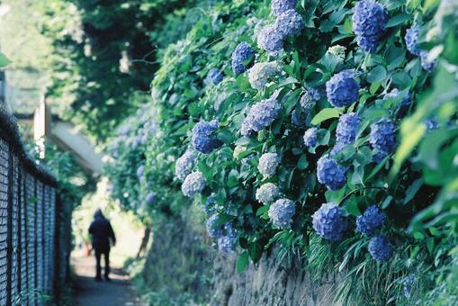 街並みの写真(紫陽花) 街並みの写真(紫陽花) 花,植物,紫陽花の写真素材
