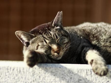 猫 猫の写真