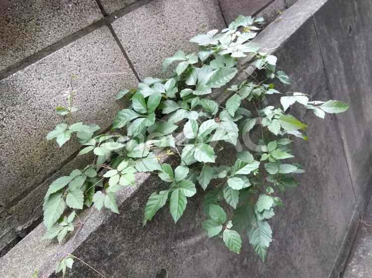 コンクリートから生える植物 植物,草木,雑草の写真素材