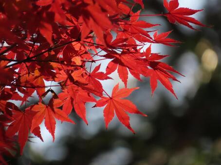 紅梅e 紅葉,カエデ,赤い葉の写真素材