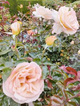 美しいバラ 美しいバラの写真