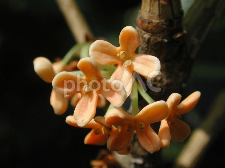 キンモクセイのクローズアップ 花木,秋,９ー１０月の写真素材