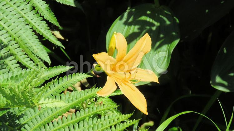 白馬五竜高山植物園　ニッコウキスゲ ニッコウキスゲ,花,ユリ科の写真素材