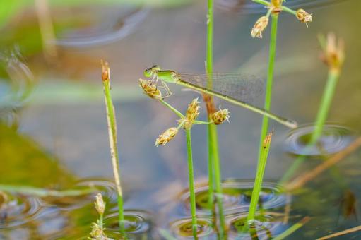 イトトンボ⒃ 昆虫,トンボ,イトトンボの写真素材