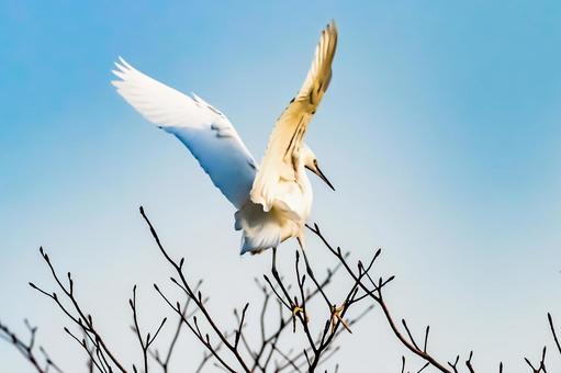 鳥類 鳥類の写真
