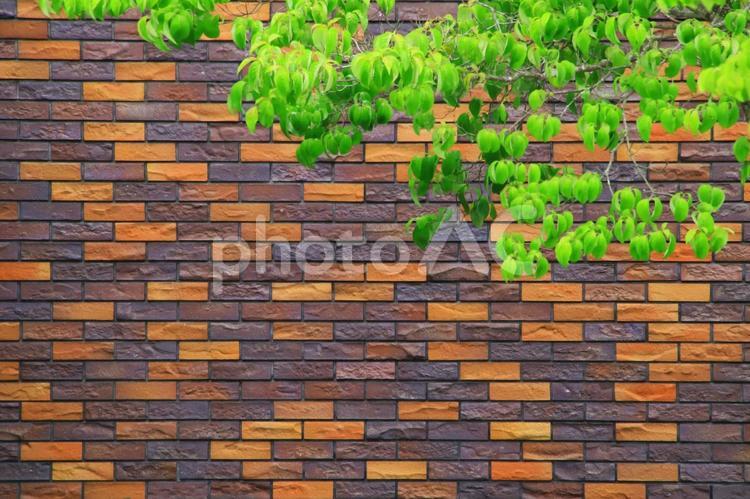 観葉植物とタイルの背景素材 背景,壁紙,タイルの写真素材