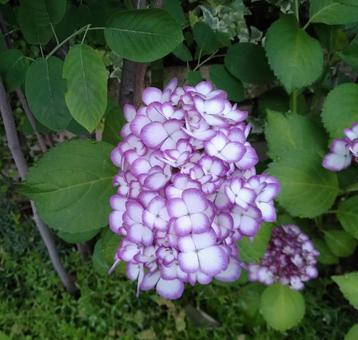 紫陽花336 紫陽花336の写真