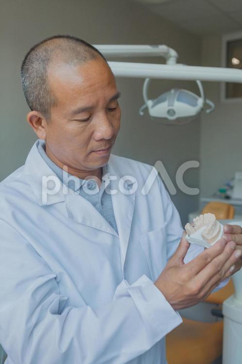 歯の石膏模型を持つ歯科医 歯医者,石膏模型,歯の写真素材