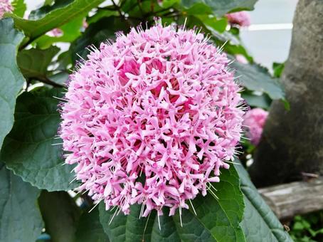 Photo, flower, button clover, pink color, 