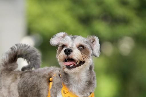 お散歩中のワンコ(ミックス犬) お散歩中のワンコ(ミックス犬) 犬,ミックス犬,可愛い犬の写真素材