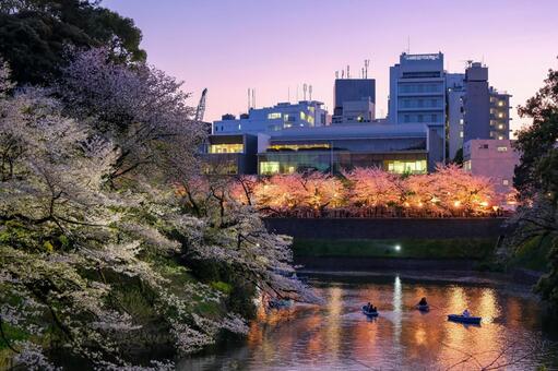 東京都千代田区 春の千鳥ヶ淵 夕暮れ 千鳥ヶ淵,桜,東京都の写真素材