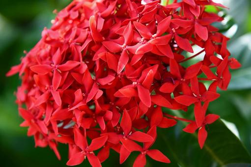赤いサンダンカの花 赤いサンダンカの花の写真