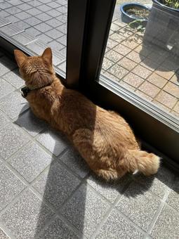 外を眺めるネコ ネコ,動物,家族の写真素材