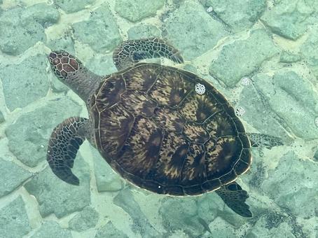 宮古島の旅(ウミガメ) 宮古島の旅(ウミガメ) 海亀,ウミガメ,亀の写真素材