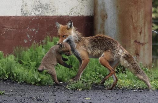 キタキツネ キタキツネ きつね,こぎつね,北海道の写真素材