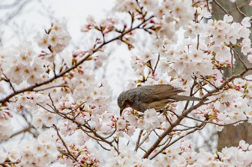満開の桜に囲まれて花をついばむヒヨドリ 満開の桜に囲まれて花をついばむヒヨドリ ヒヨドリ,鳥,野鳥の写真素材