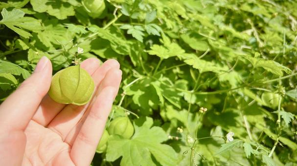 フウセンカズラの実を手に取る人 フウセンカズラの実を手に取る人 フウセンカズラ,つる植物,緑のカーテンの写真素材