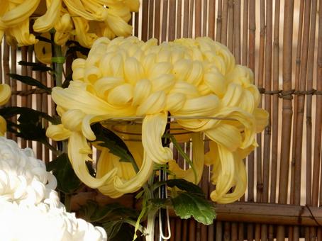 【風景写真】福山菊花展覧会の風景 キク,菊,菊花展の写真素材