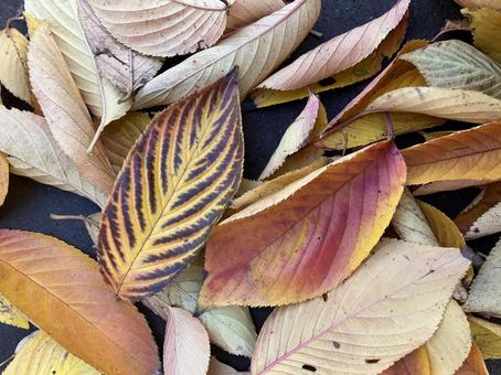 秋　冬　枯葉 秋,11月,はっぱの写真素材